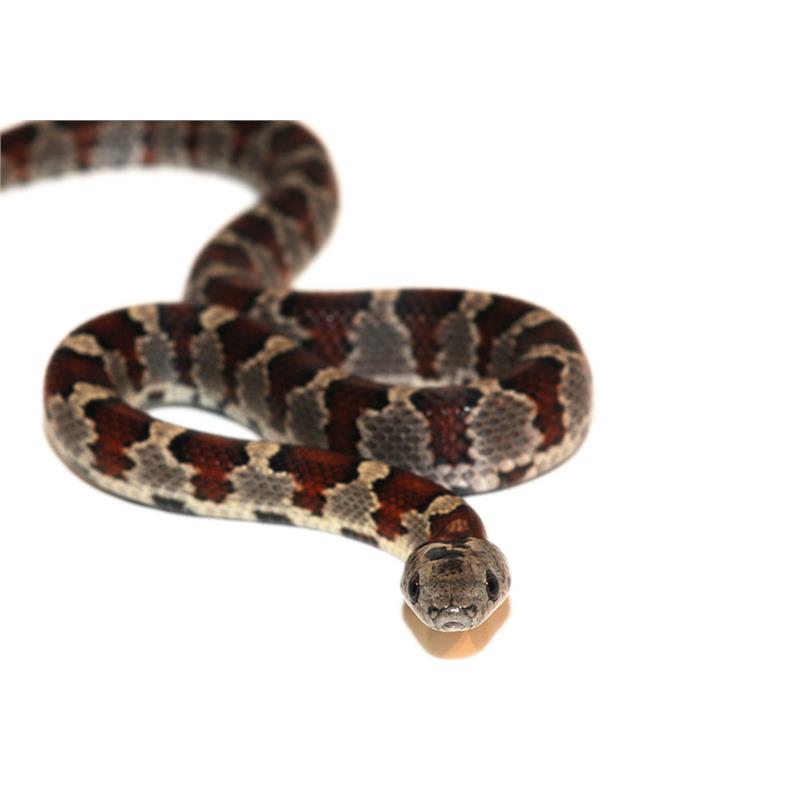 Sarpe Regal San Luis Potosi - imagine 4